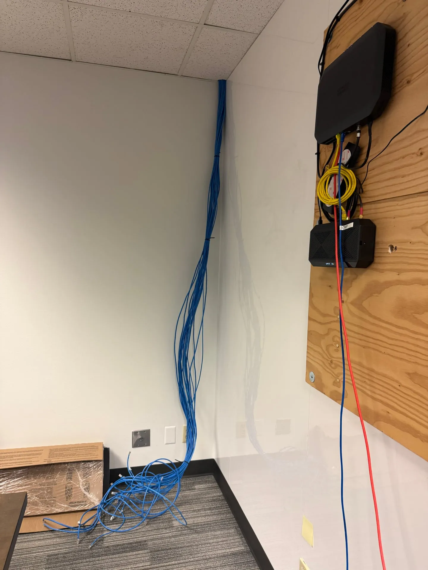 Bundle of blue Cat6 cables dropping down a wall to the IT rack backboard in a Vancouver WA office, with network equipment mounted on the plywood beside them